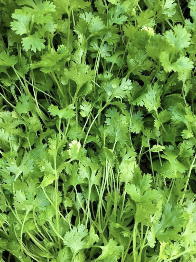 coriander leaf grow